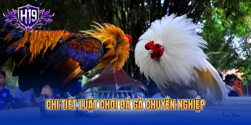 Chi tiết luật chơi đá gà chuyên nghiệp