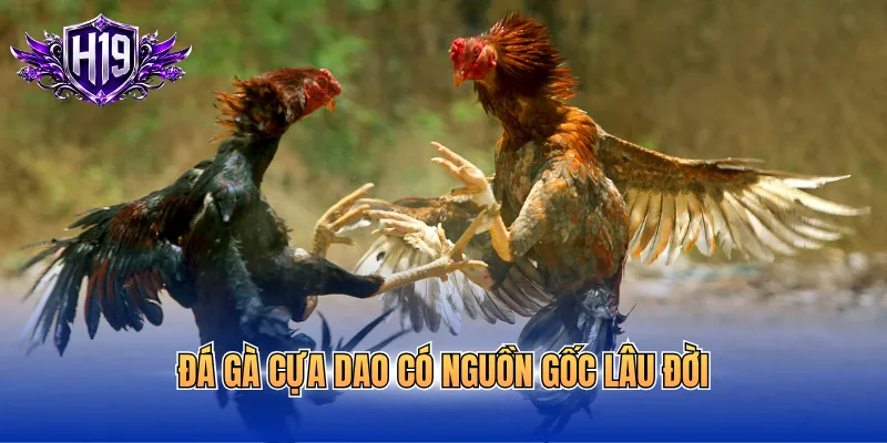 Đá gà cựa dao có nguồn gốc lâu đời