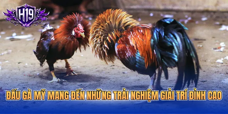 Đấu gà Mỹ mang đến những trải nghiệm giải trí đỉnh cao