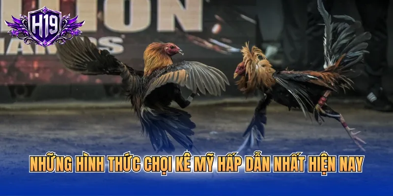 Những hình thức chọi kê Mỹ hấp dẫn nhất hiện nay