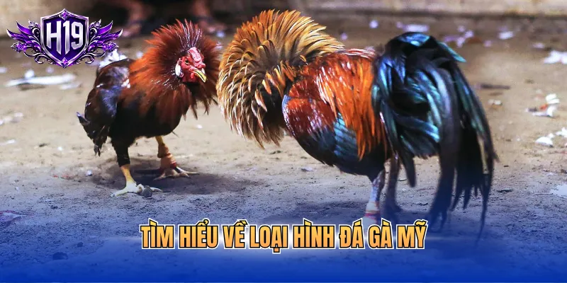 Tìm hiểu về loại hình đá gà Mỹ